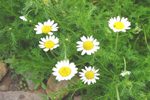 Chamomile absolute cure for restless legs syndrome