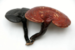 Reishi absolute cure for restless legs syndrome