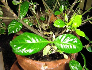 cure for restless legs syndrome