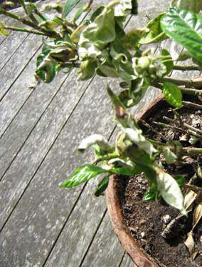 cure for restless legs syndrome