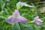 Skullcap  absolute cure for restless legs syndrome