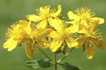 St. John's Wort absolute cure for restless legs syndrome