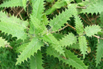 stinging nettle absolute cure for restless legs syndrome